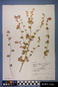 Sphaeralcea parvifolia image